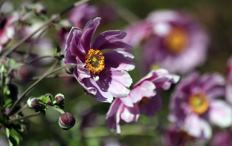 2017-09-03_134330 trentino-suedtirol-2017.jpg - Pieve Tesino - Arboreto del Tesino